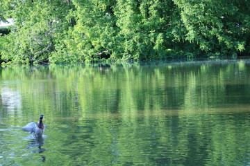 Enten schwimmen im Fluss