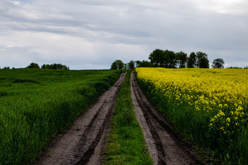 Rural road near the blooming rapeseed field