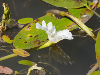 Aponogeton distachyos, waterblommetjie, aquatic plant with leaves on the water surface and flowers...