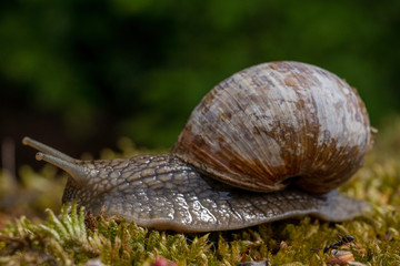 Weinbergschnecke auf Nahrungssuche