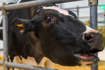 Obraz na płótnie Canvas Image of a cow on a farm.
