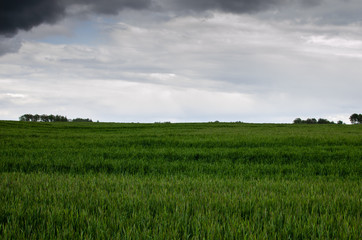 Wheat field over dark moody sky
