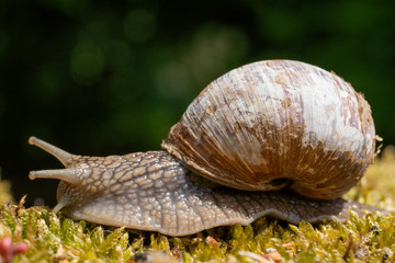 Weinbergschnecke auf Nahrungssuche