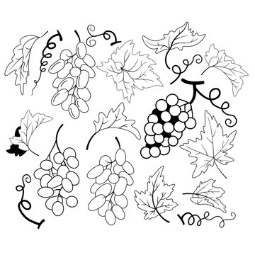 Set of silhouettes of grape leaves, bunches of grapes and a curly mustache. Ideal for golden stamping on a wine label, wedding invitation.