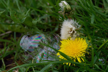 
fantasy on the theme of soap bubbles and beautiful flowers close-up on a green lawn