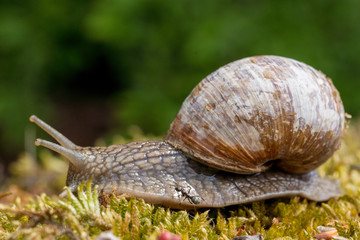 Weinbergschnecke auf Nahrungssuche
