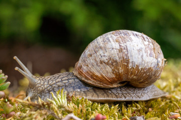 Weinbergschnecke auf Nahrungssuche