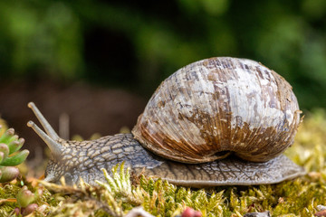 Weinbergschnecke auf Nahrungssuche