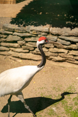 タンチョウヅル