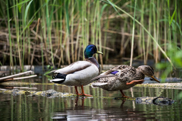 Pair of beautiful wild ducks on a log in a city park