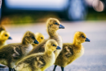 Gänsefamilie überquert die Straße
