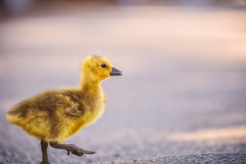 Kleine Gans überquert die Straße