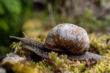 Weinbergschnecke auf Nahrungssuche