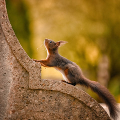Eichhörnchen auf Grabstein