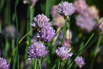 Fototapeta premium Blühender Schnittlauch (Allium schoenoprasum)