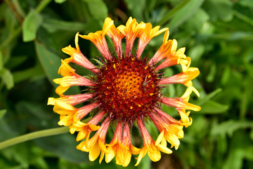 yellow garden flower on green background