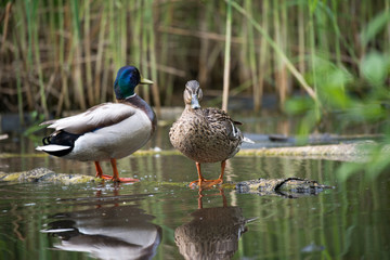 Pair of beautiful wild ducks on a log in a city park