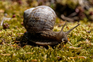 Weinbergschnecke auf Nahrungssuche