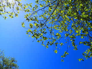 looking up to the bright blue sky and the fresh new leaves on the spring trees