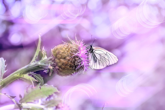 Pink summer morning on the meadow - delicate artistic image. Macro of white butterfly on purple Rhaponticum carthamoides flower - romantic toned spring or summer background with space for text