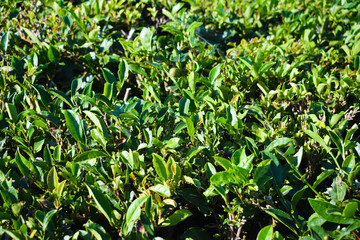 Fototapeta na wymiar Leaf tea plantations on Azorean island Sao Miguel, harvest time.