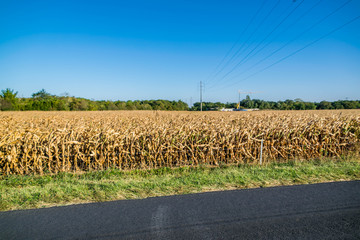 Obraz premium Production brûlée par le soleil et la sécheresse.