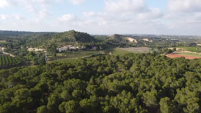 Pines Forest in Spain, Ni&ntilde;erola, Picassent, Valencia