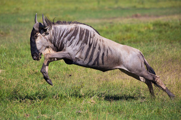 Wildebeest jump, running antelope in african savannah in national park, Kenya, Africa
