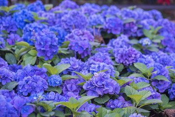 Purple Hydrangea macrophylla flower in a garden
