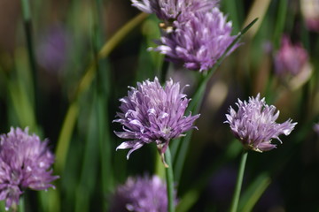 Blühender Schnittlauch