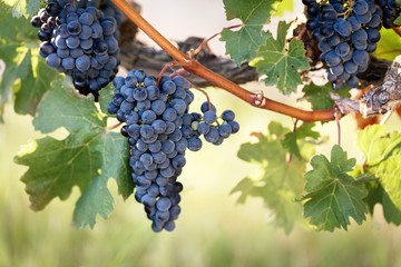 Beautiful wine grapes on backlit summer vine - obrazy, fototapety, plakaty