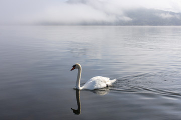 Swan swimming in a lake with the fog step estimates the morning.