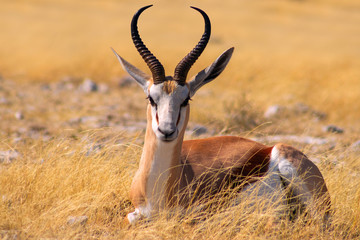 Wild african animals. The springbok (medium-sized antelope) in tall yellow grass. Etosha National park. Namibia - obrazy, fototapety, plakaty