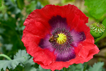 bee collecting pollen from a red poppy flower