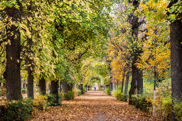 Maple trees park changing color in autumn, Austria.