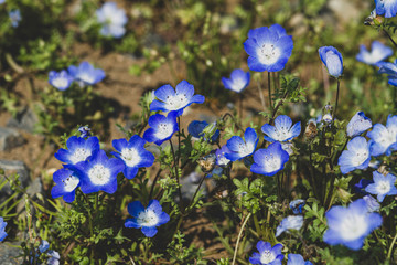 Field of Nemophila, or baby blue eyes (Nemophila menziesii, California bluebell), in soft light and shadow.