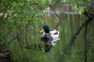 Obraz premium Beautiful duck in the middle of the pond in city park