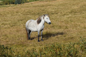 Free range Icelandic horse in the fields, close up photography.