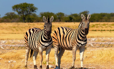 Fototapeta na wymiar Wild african animals. Two African Mountain Zebras standing in grassland. Etosha National Park.