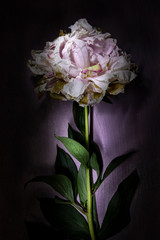 Peonia recisa con foglie su sfondo viola di legno 