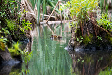 Fototapeta na wymiar Wild ducklings in the pond of a city park