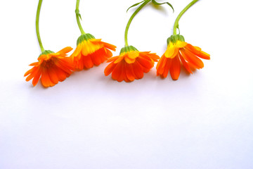 Beautiful floral composition. Orange flowers zinnia and calendula on a white background. top view. copy space. 
