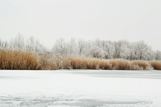 Picture of winter lake with snowed reeds. Winter landscape concept.