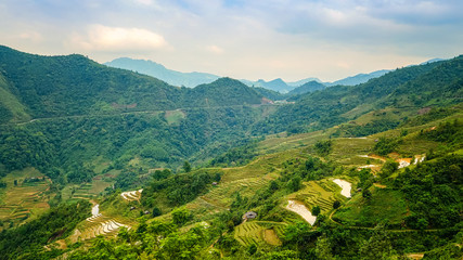 Naklejka na ściany i meble typical Vietnamese landscape in spring with rice fields