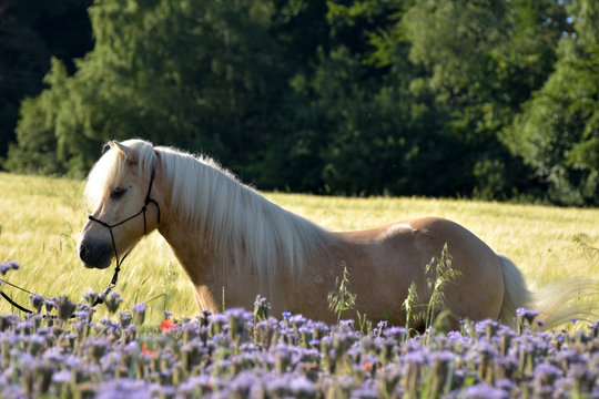 Isabellfarbener Isl&auml;nderwallach im Sommer