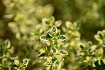 Zitronen-Thymian (Thymus citriodorus)