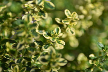 Zitronen-Thymian (Thymus citriodorus)