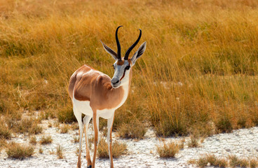Wild african animals. The springbok (medium-sized antelope) in tall yellow grass. Etosha National park. Namibia