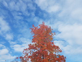 Maple tree in autumn colors Bonn Germany early November 2019 noon in beautiful weather with blue...