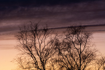 Baum im Herbst-Abend-Rot